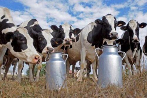 شركة لانتاج الحليب تفاجئ تعاونيات بقرار توقفها عن اقتناء الحليب اليومي