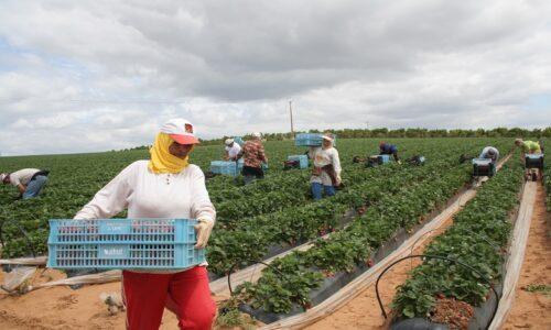 هام : إجراءات جديدة لتشغيل عاملات الفراولة في الحقول الاسبانية