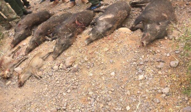 جمعية هواة القنص و حماية الطبيعة تواصل القضاء على الخنزير البري بتافراوت