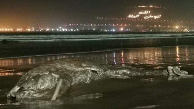 أكادير : حوت ضخم يجنح إلى شاطئ المدينة !
