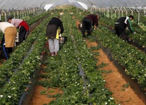 عمال موسميون مغاربة يصلون إلى إيطاليا والسلطات الإسبانية بدورها تفاوض المغرب