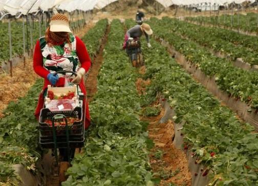 7.000 عاملة مغربية بحقول الفراولة الاسبانية تنتظر الترحيل