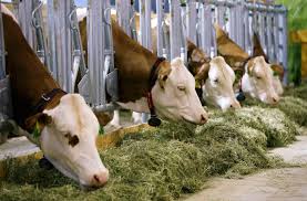 من يتحمل مسؤولية نقل الجمع العام للجمعية الوطنية لمربي الأبقار إلى وجدة ؟