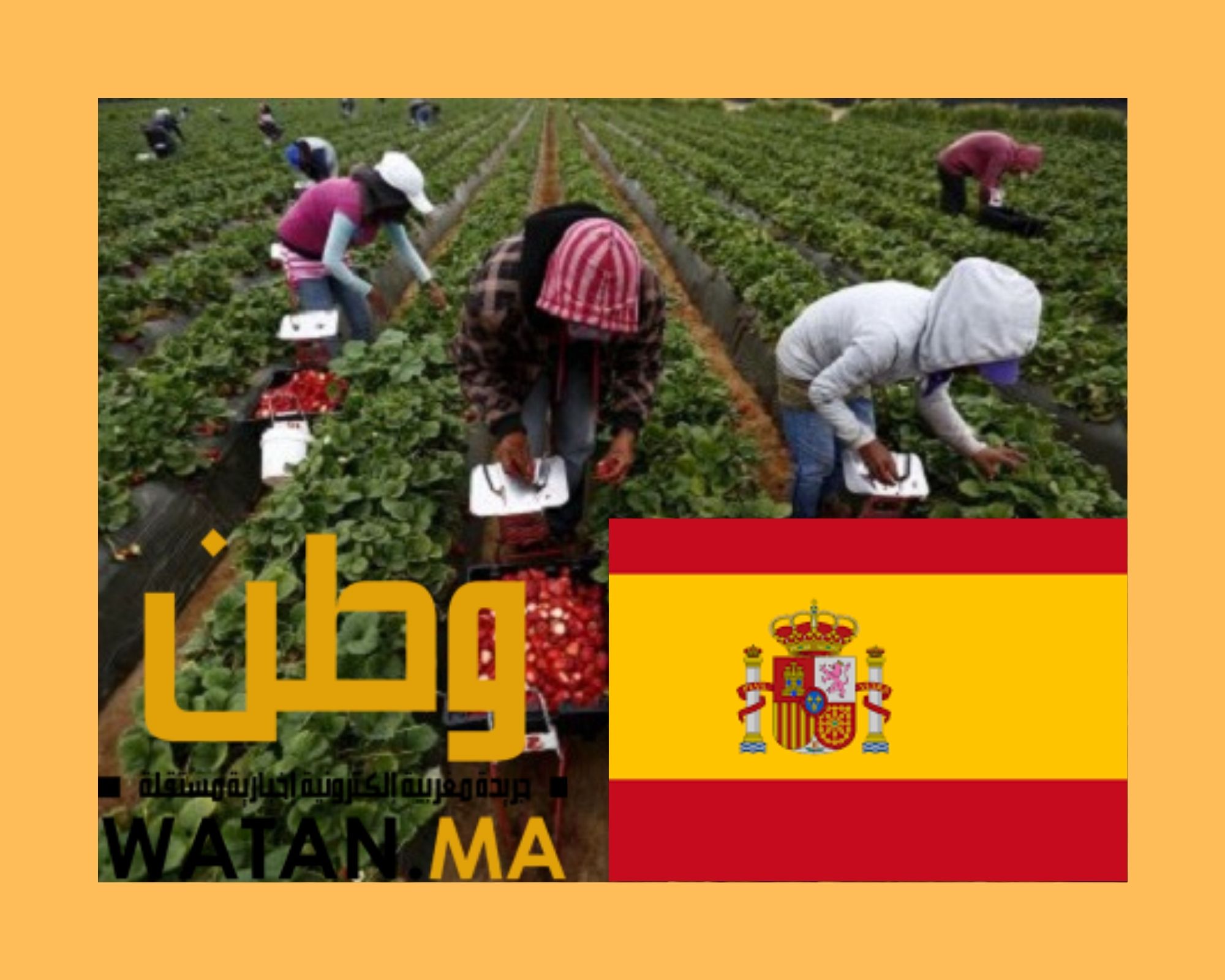 الحكومة الاسبانية تعلن عن برنامج لتحسين ظروف اشتغال عاملات الفراولة المغربيات