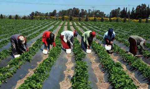 استفادة 50 عاملة مغربية باسبانيا من مبادرة “وفيرة” 