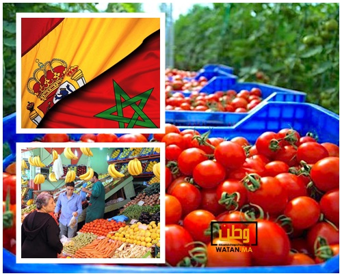 المملكة المغربية أصبحت المورد الرئيسي للطماطم إلى إسبانيا 