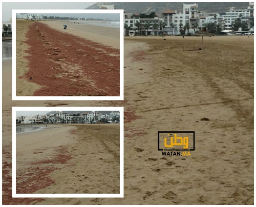جماعة أكادير : الطحالب الحمراء التي يلفظها شاطئ المدينة لا تشكل اي خطر على صحة المواطنين