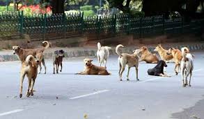 الكلاب الضالة تهاجم شخص بالدشيرة الجهادية وترسله الى المستعجلات