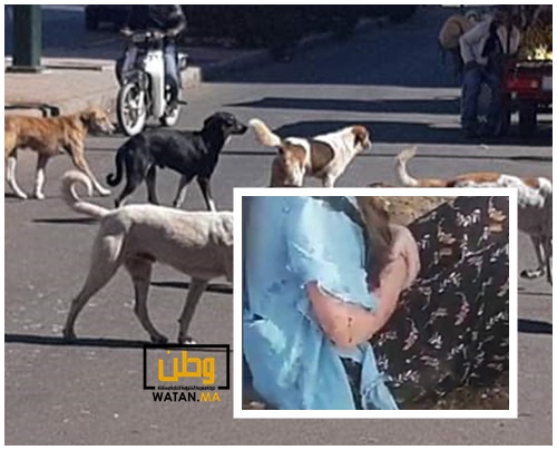 فضيحة...الكلاب الضالة تواصل الإعتداء على السياح والمغاربة