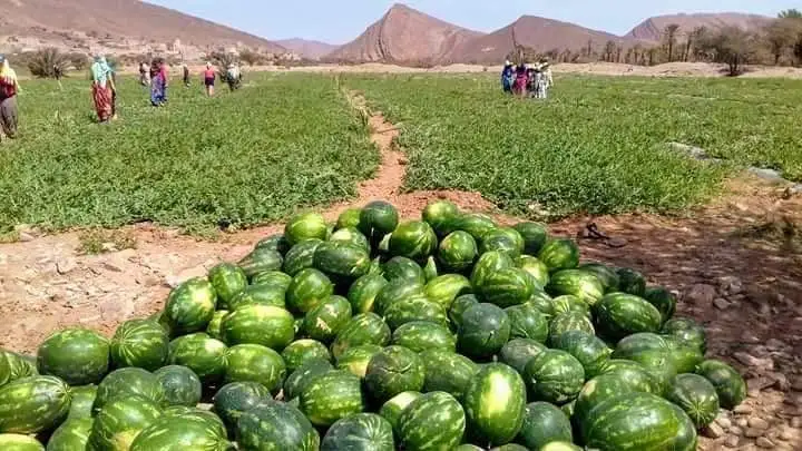 ساكنة تغجيجت بإقليم كَلميم ترفض زراعة فاكهة”الدلاح”بواحة نخيلها المعروفة بجنوب المملكة