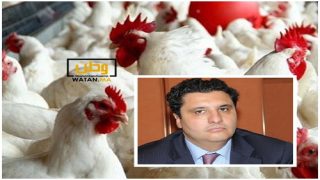 أسعار الدجاج والبيض ستعرف انخفاضا قبل شهر رمضان