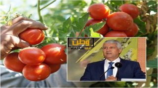 مطالب بحماية القدرة الشرائية بعد ارتفاع اسعار الطماطم من جديد