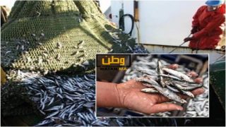 استياء كبير لدى المغاربة بعد ارتفاع سعر السردين خلال شهر رمضان