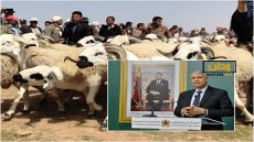 السلطات المغربية تستعد لاستيراد مليون رأس من الأغنام