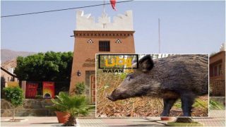 تافراوت ...خنزير بري ينهي حياة شابين في مشهد مأساوي