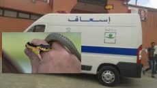 إقليم اشتوكة: لدغة أفعى سامة ترسل سيدة للمستشفى في حالة خطيرة