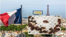 فرنسا تحدد خطة طوارئ لمكافحة انتشار البقّ!