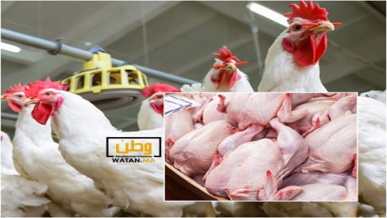 أسعار الدجاج تعود للارتفاع في الأسواق المغربية