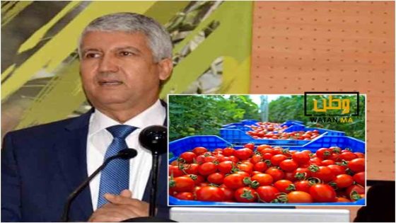 أسعار الطماطم في ارتفاع صاروخي أمام صمت الوزارة المعنية