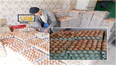 استمرار ارتفاع سعر البيض وتخوف من بلوغه درهمين