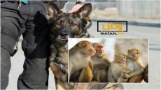 كلب بوليسي يعثر على جثث قرود في أمتعة مسافر قادم من الكونغو