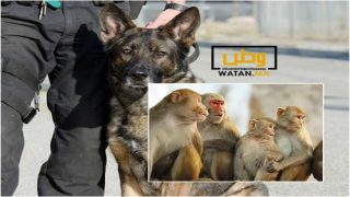 كلب بوليسي يعثر على جثث قرود في أمتعة مسافر قادم من الكونغو