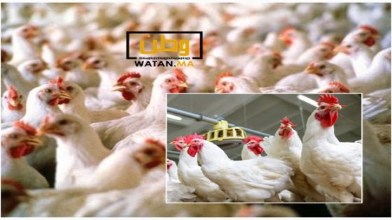 ارتفاع اسعار الدجاج بالمغرب وثمن الكيلوغرام قد يتخطى 30 درهما 