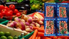 سوق جهوي للجملة لبيع الخضر و الفواكه يرى النور قريبا بالقليعة