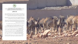 مرة اخرى “جحافل من الابل والاغنام والماعز تهاجم اراضي زراعية لساكنة عدة دواوير باقليم تيزنيت”