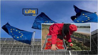 السلطات الصحية الأوربية تتهم الفراولة المغربية بحمل فيروس خطير