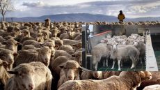 المكتب الوطني المهني للحبوب والقطاني يفتح باب تسجيل طلبات استيراد الأغنام