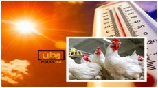 انخفاض أسعار الدجاج بالاسواق بسبب ارتفاع درجات الحرارة