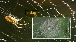  نسيج العنكبوت عبارة عن “ميكروفون” طبيعي