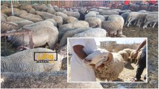 أكباش العيد بـ 83 درهماً للكيلوغرام و عند الجزار 140 درهماً