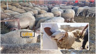 أكباش العيد بـ 83 درهماً للكيلوغرام و عند الجزار 140 درهماً