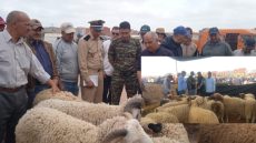 أزيد من 11 الف رأس من الأضاحي في سوق باشتوكة.. والعرض أكثر من الطلب حسب لجنة المراقبة