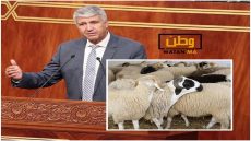 محمد صديقي ...الأضاحي متواجدة بوفرة في الأسواق والأسعار لا أتحكم فيها