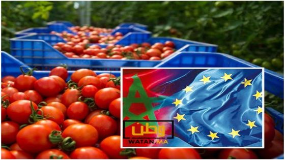 المملكة المغربية أصبحت المصدر الأول للطماطم إلى بريطانيا و الإتحاد الاوروبي