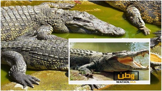حديقة حيوانات أكادير "كروكوبارك" ترحب بـ 16 تمساحا من نوع "سوكوس" المهدد بالانقراض