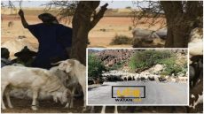 مستشار برلماني يوجه سؤال كتابي حول الرعي الجائر بسوس