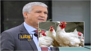 أسعار الدجاج في أوربا 1.2 يورو وبالمغرب 25 درهماً