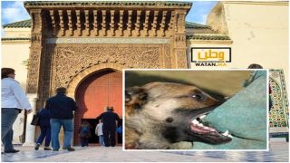 كلب ضال ينهش قدم سائح بريطاني