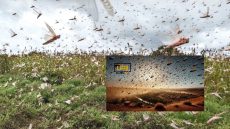 الداخلية: المغرب يرفع درجة اليقظة لمواجهة خطر الجراد