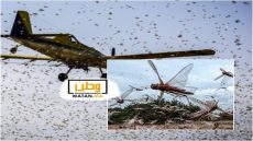 ظهور أسراب من الجراد يخلق حالة من التوثر في الاوساط الفلاحية بجهة سوس