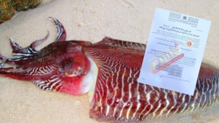 المعهد الوطني للبحث في الصيد البحري يصدر بلاغًا بشأن منع صيد الحبار (Sepia) في المنطقة الجنوبية “ف ع”