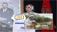 تارودانت ...مربي النحل يواجهون أزمة بسبب المبيدات الحشرية
