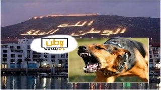 فضيحة …كلب “ضال” يهاجم شخصين ويصيبهما بجروح بعاصمة سوس