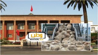 اشتعال الجدل حول دعم استيراد المواشي