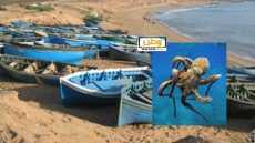 تمديد الراحة البيولوجية لصيد الأخطبوط صيف 2025 حفاظًا على المخزون الوطني