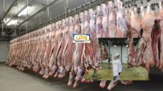 المجازر تستأنف نشاطها بعد العيد: وفرة اللحوم الحمراء وتحذير من تهافت المستهلكين
